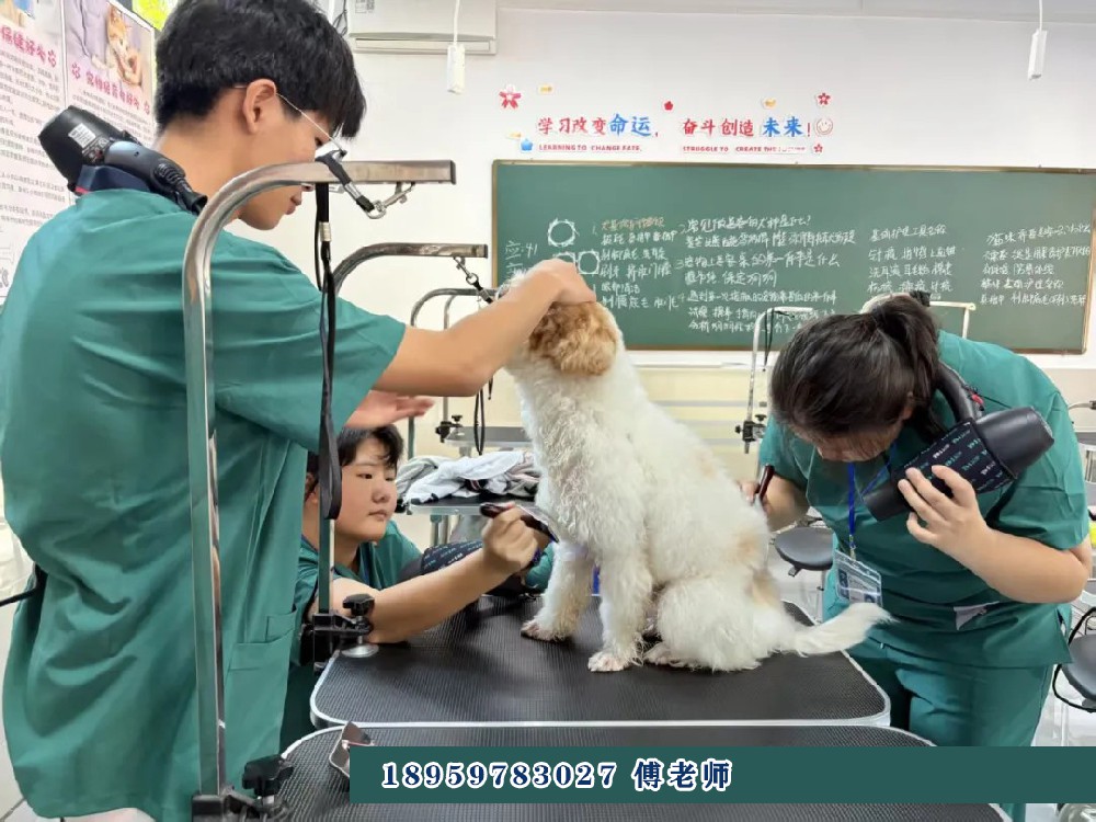 宠物医疗与护理专业介绍
